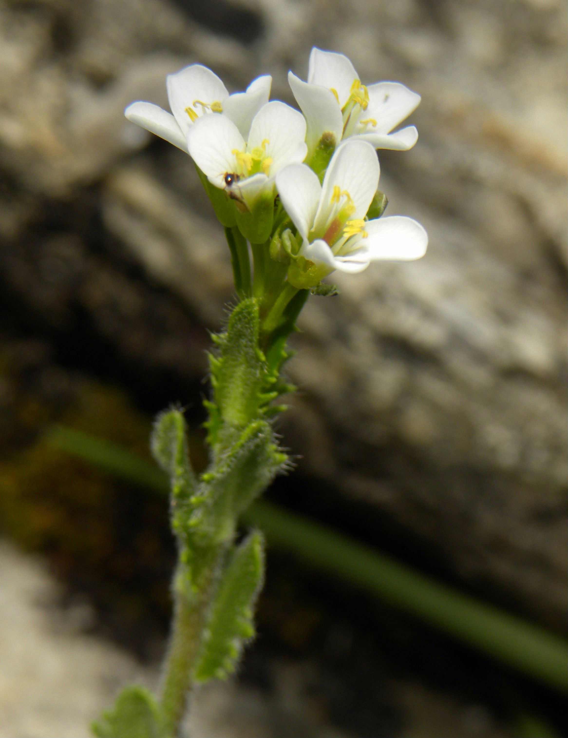 Draba tomentosa? - no, Arabis sp.